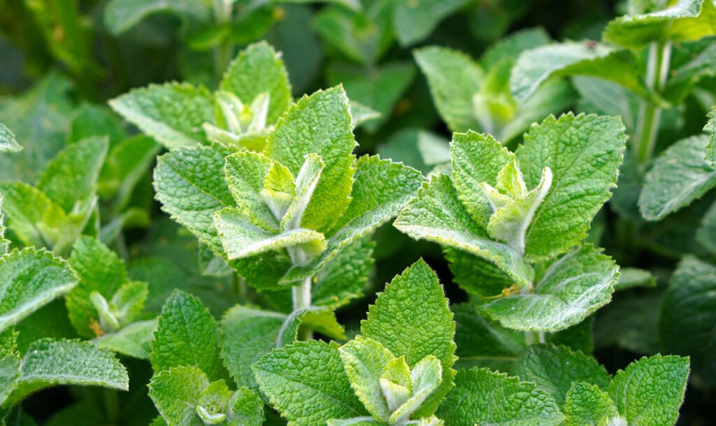 mint, peppermint, herbs, healthy, leaves, medicinal herbs, tea herbs, medicinal plant, nature, green, fresh, mint, peppermint, peppermint, peppermint, peppermint, peppermint